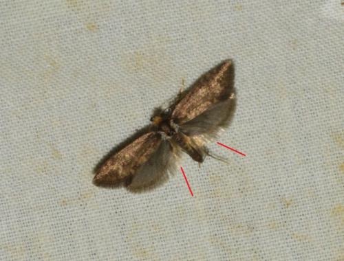 Taleporia tubulosa